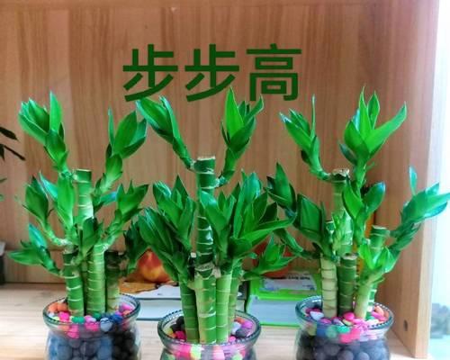 以莲花竹的寓意和象征风水（发掘莲花竹的吉祥寓意与风水应用）