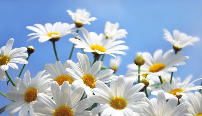 花语离别（白玫瑰揭示离别的深情告白）