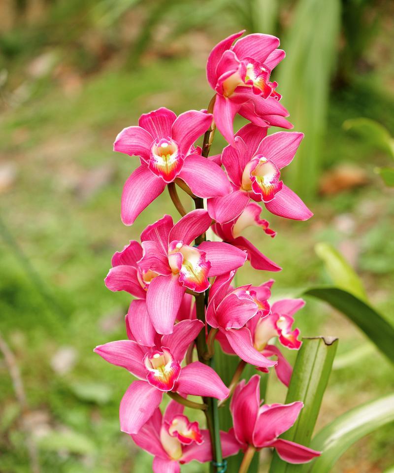 大花蕙兰的花语（大花蕙兰）
