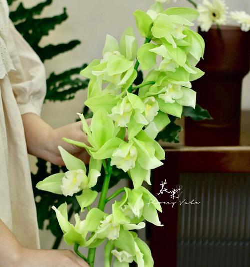 大花蕙兰的花语（大花蕙兰）