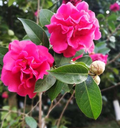 花开寄情，以省花名称及花语为主题的花卉文化探究（探寻省花的美丽与意义）