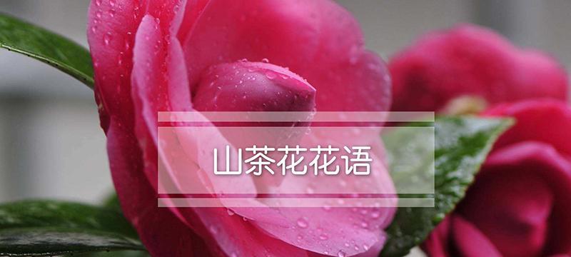 花开寄情，以省花名称及花语为主题的花卉文化探究（探寻省花的美丽与意义）