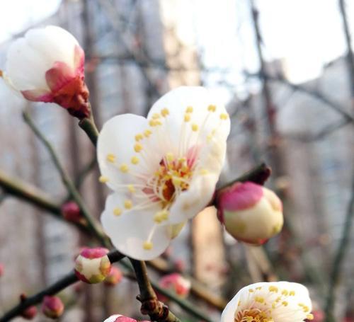 梅花(探寻梅花的深层含义) 梅花(探寻梅花的深层含义)