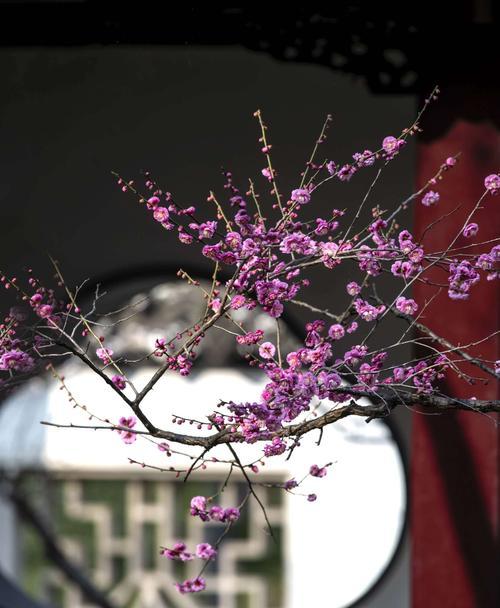 梅花(探寻梅花的深层含义) 梅花(探寻梅花的深层含义)