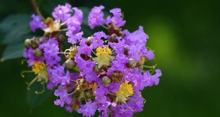 以牡丹花为主题的花语——偏爱（用花语诉说偏爱的情感）