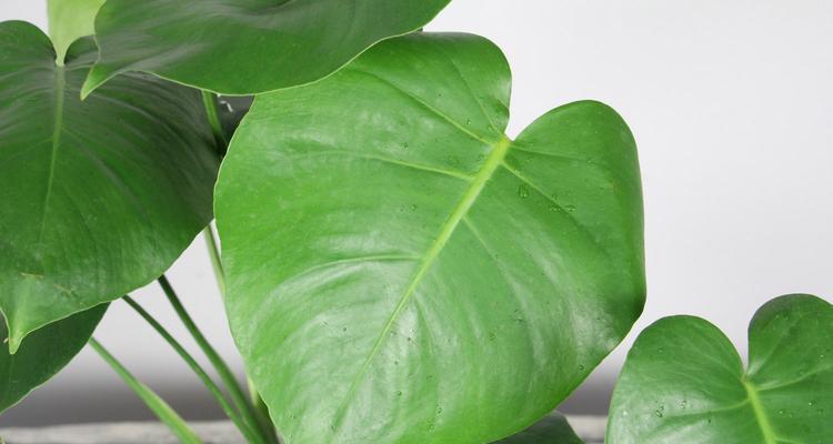 龟背竹的花语意义——坚韧与成长（生命的力量在于逆境中绽放）