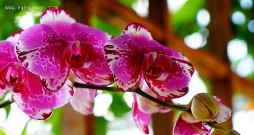 蝴蝶兰的花语和寓意（深入解读蝴蝶兰的象征意义及美丽寓意）