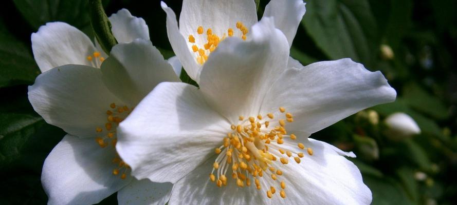 芙蓉树花语(追寻芙蓉树花语的含义)