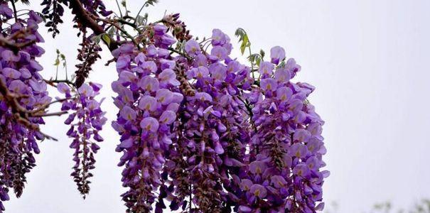 紫藤花的寓意与象征——探索美丽与坚强的共存之道（紫藤花的花语）