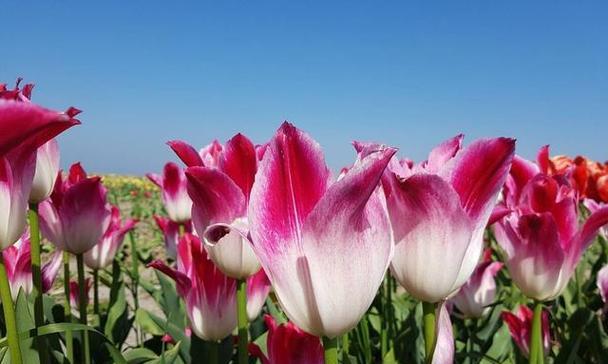 郁金香花语的深意与象征（传递情感与美丽的花朵之语）