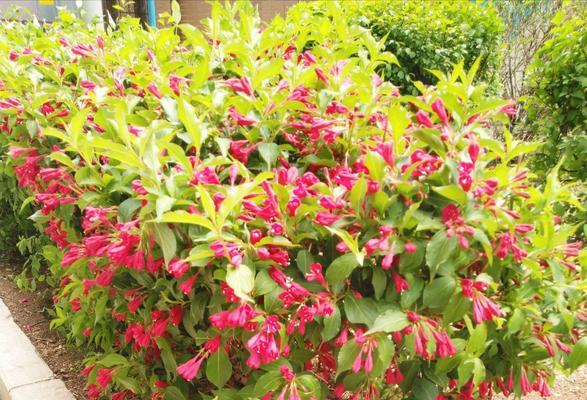 锦带花（揭开锦带花的花语之谜）