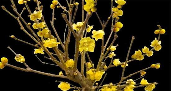 腊梅花的花语与象征（寒冬中绽放的坚韧与希望）