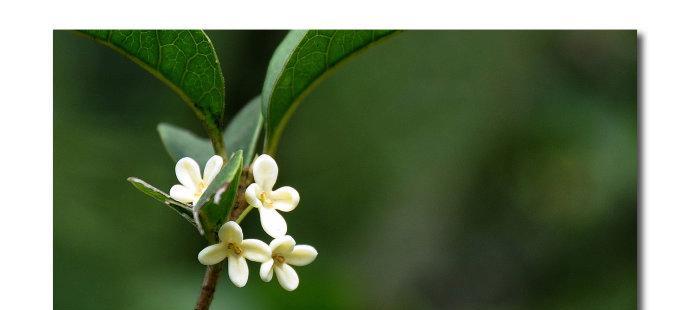 桂花花语的深刻寓意（香气四溢）