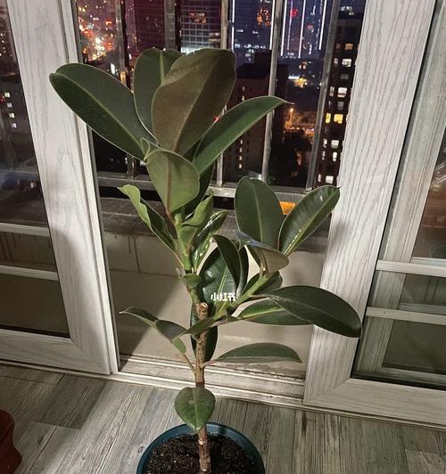 橡皮树的象征意义（坚韧不拔的橡皮树）
