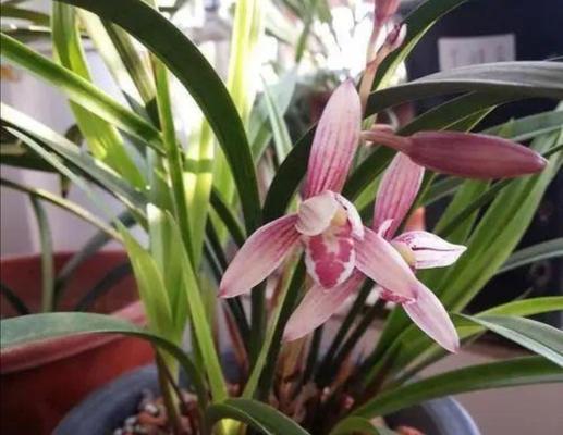 养兰花的意义与价值（探索养兰花的美丽世界）