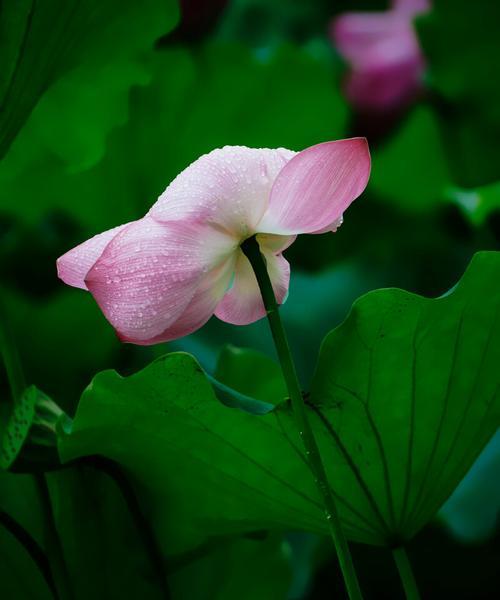 以荷花寓意十二生肖之美（揭示荷花在生肖文化中的重要象征意义）