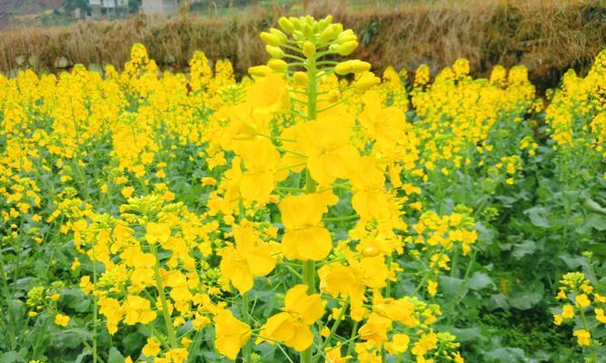 油菜花的花语与意义（探寻油菜花背后的花语与寓意）