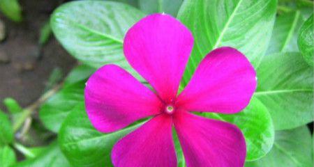 长春花花语之美——传递爱与希望（长春花的花语和象征意义）