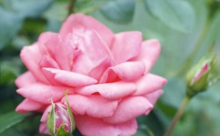 月季花语的含义与解读（探秘月季的美丽花语及其象征意义）