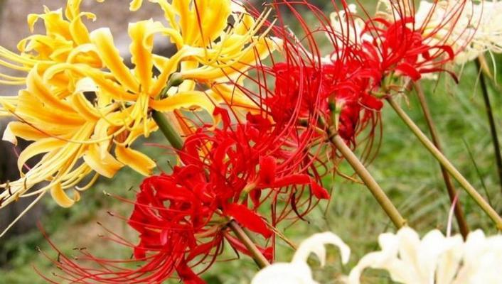曼陀沙华花的花语与意义(探寻曼陀沙华花的秘密)