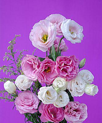 紫色洋桔梗的花语与寓意（洋桔梗的神秘紫色）