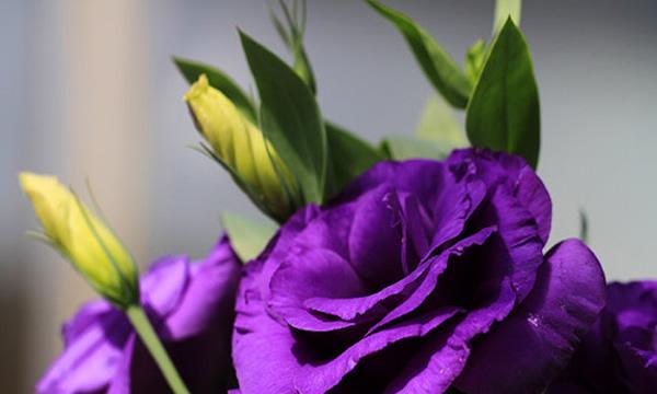 紫色洋桔梗的花语与寓意（洋桔梗的神秘紫色）