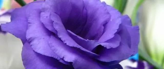 紫色洋桔梗的花语与寓意（洋桔梗的神秘紫色）