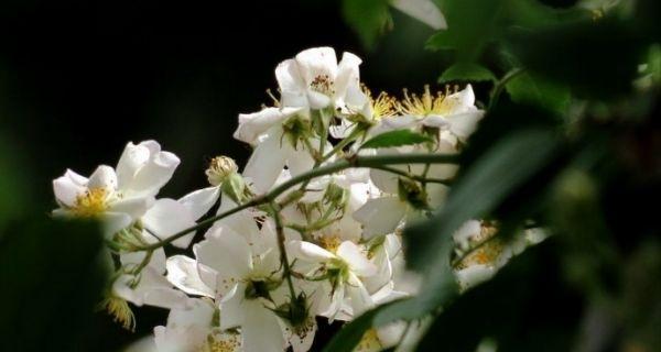 荼蘼花语的含义与传承（探寻荼蘼花语的美丽秘密与文化传统）