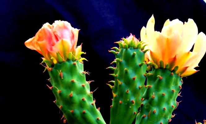 以坚韧不拔的蒲公英为代表的自强不息精神（传递希望与勇气的美丽花朵）