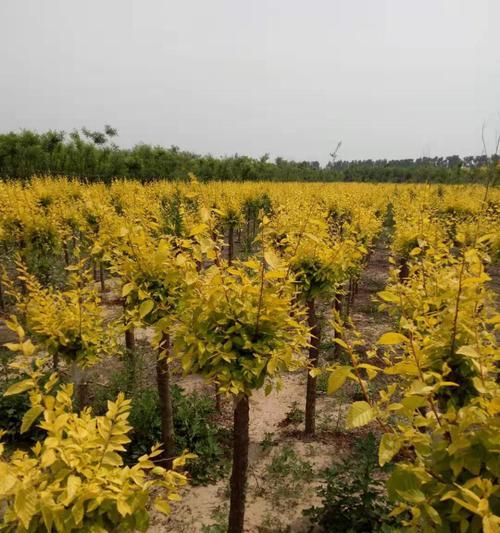 金叶榆（植物王国中的生命之力）