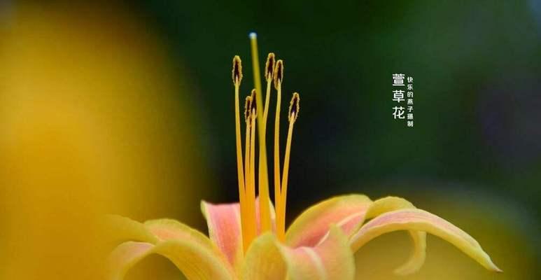 无所谓的花语—百合花（展示自由与宽容的优雅之花）