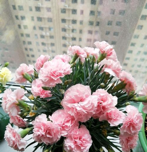 康乃馨花语的丰富意义（探寻康乃馨的情感表达和象征）