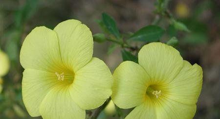 迎春花（迎春花的花语与传说）