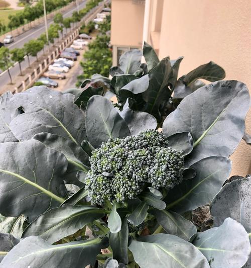 以蓬径是什么意思(探索蓬径的起源与传承) 以蓬径是什么意思(探索蓬径的起源与传承)
