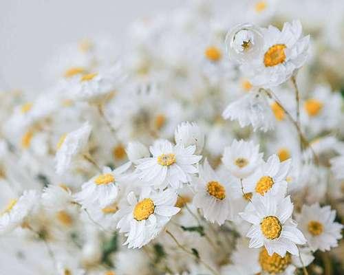 雏菊的寓意与象征——坚强、纯洁与希望（雏菊寓意的传承与演变）