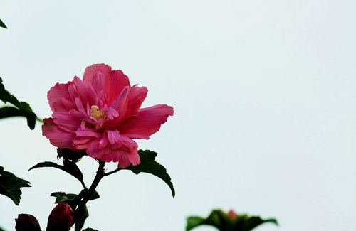 木槿花的寓意与象征意义（探究木槿花的寓意）