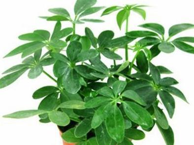 象征财运的植物之秘密大揭秘（财运旺盛的15种植物）