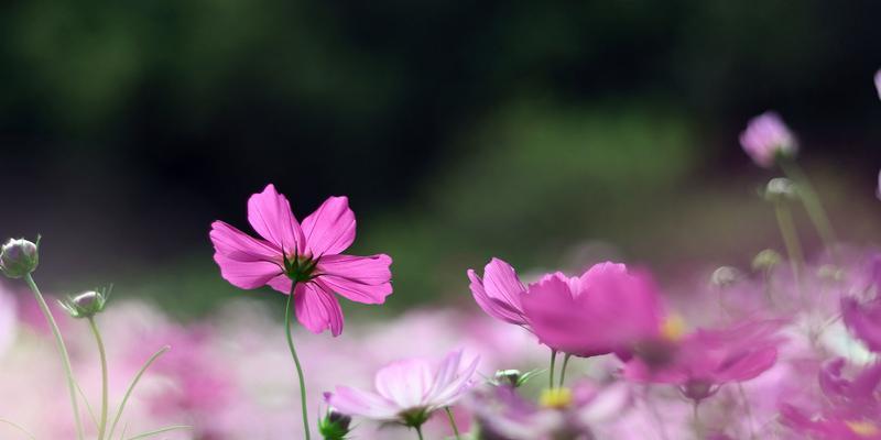 格桑花的意义与象征（探寻藏地之花的深意）