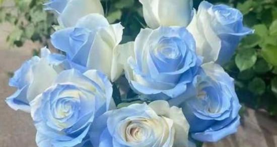 蓝色菊花的花语与寓意（探索蓝色菊花所传达的深意）