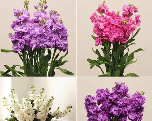 紫罗兰的花语与传说（探寻紫罗兰的含义及神秘故事）