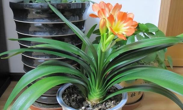 君子兰（探索君子兰的美丽内涵）