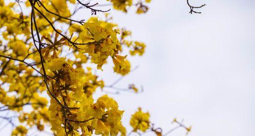 黄花风铃木之美（寓意春天的黄花风铃木）