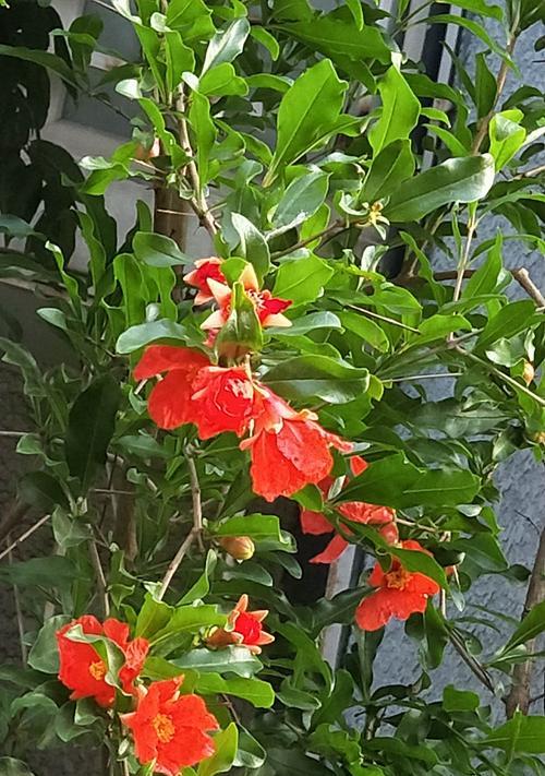 石榴花（探秘石榴花的花语）