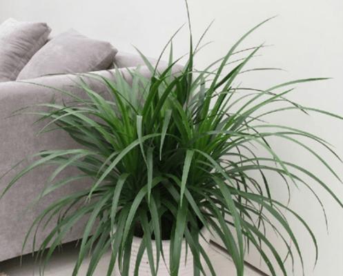 龙血树的风水寓意与摆放位置（揭秘龙血树的风水奥秘）