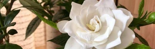 栀子花的花语及其意义（探寻栀子花的深层含义）