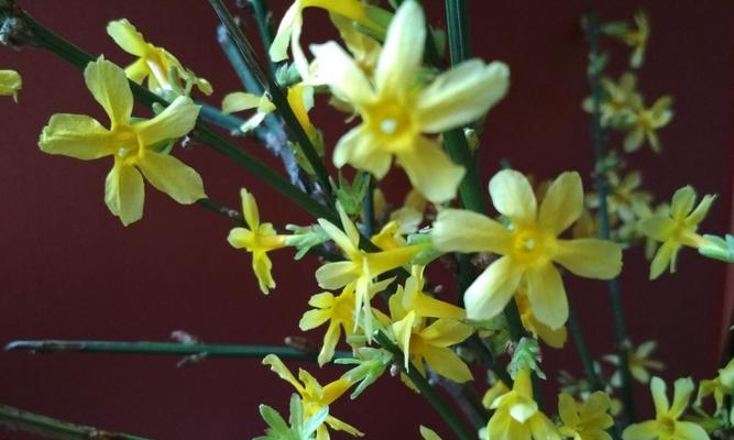 迎春花的花语与文化传说（春意盎然）