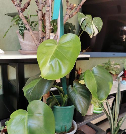 以龟背竹的花语与意义（探寻以龟背竹的花语和象征意义的奥秘）