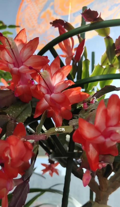 蟹爪兰的嫁接技术与花语解读（探秘蟹爪兰嫁接技术的奥秘及其蕴含的花语）