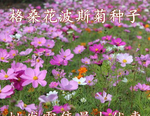 矮杆波斯菊花语的美丽传说(揭秘矮杆波斯菊的花语与意义) 矮杆波斯菊花语的美丽传说(揭秘矮杆波斯菊的花语与意义)