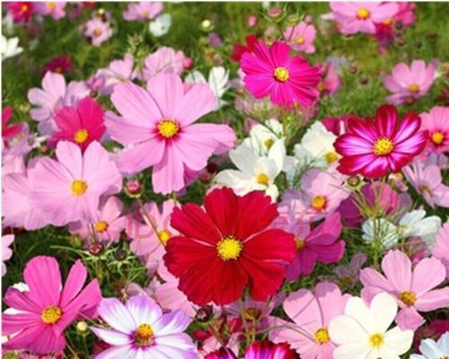 矮杆波斯菊花语的美丽传说(揭秘矮杆波斯菊的花语与意义) 矮杆波斯菊花语的美丽传说(揭秘矮杆波斯菊的花语与意义)